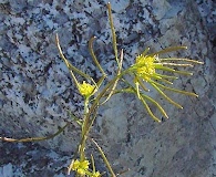 Descurainia sophioides