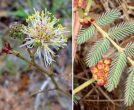 Desmanthus cooleyi