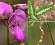 Desmodium batocaulon