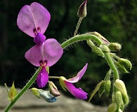 Desmodium canescens