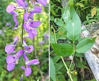 Desmodium cuspidatum