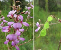 Desmodium floridanum