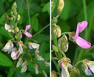 Desmodium glabellum