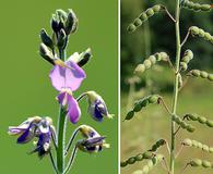 Desmodium illinoense