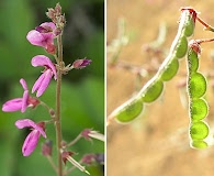 Desmodium incanum