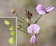 Desmodium neomexicanum