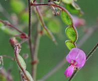 Desmodium obtusum