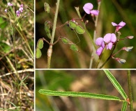 Desmodium tenuifolium