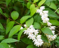 Deutzia scabra