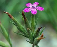 Dianthus armeria