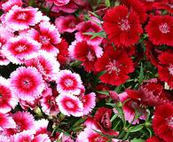 Dianthus barbatus