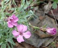 Dianthus repens