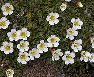 Diapensia lapponica