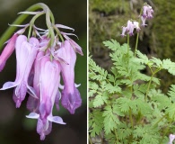 Dicentra eximia