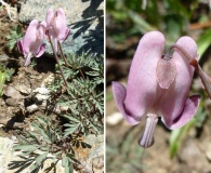 Dicentra pauciflora