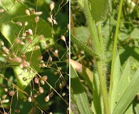 Dichanthelium acuminatum