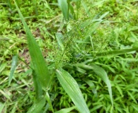 Dichanthelium polyanthes