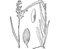 Dichanthelium wilcoxianum