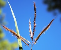 Dichanthium annulatum