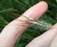 Dichanthium sericeum