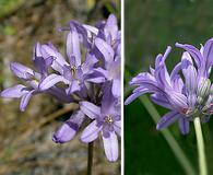 Dichelostemma multiflorum