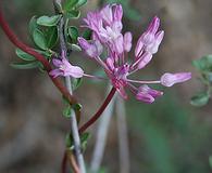 Dichelostemma volubile