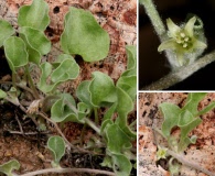 Dichondra argentea