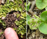 Dichondra donelliana