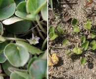 Dichondra micrantha