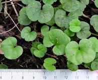 Dichondra repens