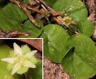 Dichondra sericea