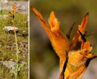 Dichromanthus cinnabarinus