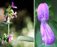 Dicliptera brachiata