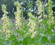 Digitalis grandiflora