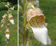 Digitalis lanata