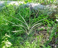 Digitaria bicornis