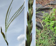 Digitaria ciliaris