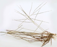 Digitaria filiformis