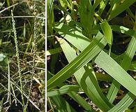 Digitaria ischaemum