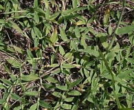 Digitaria serotina