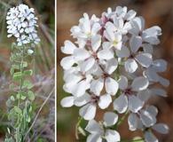 Dimorphocarpa candicans