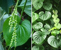 Dioscorea bulbifera