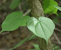 Dioscorea floridana