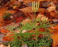 Diphasiastrum complanatum