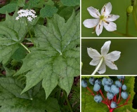 Diphylleia cymosa