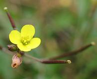 Diplotaxis muralis