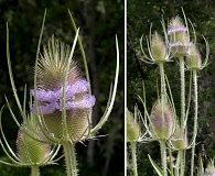 Dipsacus fullonum