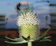 Dipsacus laciniatus