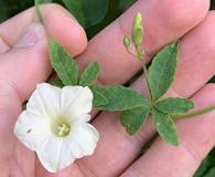 Distimake quinquefolius