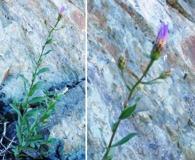 Doellingeria glabrata